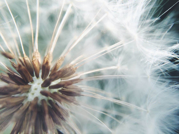 Dandelion - Photo by Beth Applegate