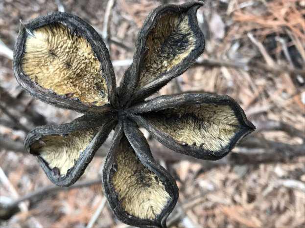 Dried Plant - Photo by Beth Applegate