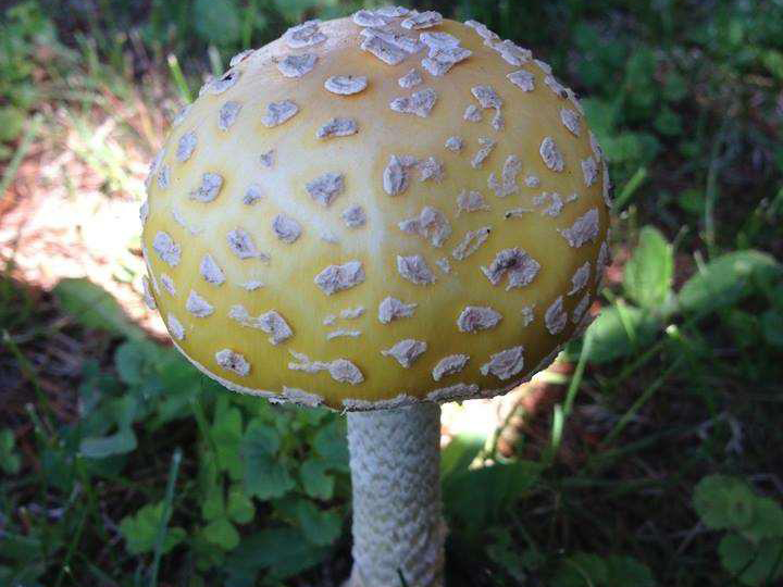 Mushroom - Photo by Beth Applegate